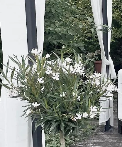 阿梅尔斯贝克公寓 公寓 *